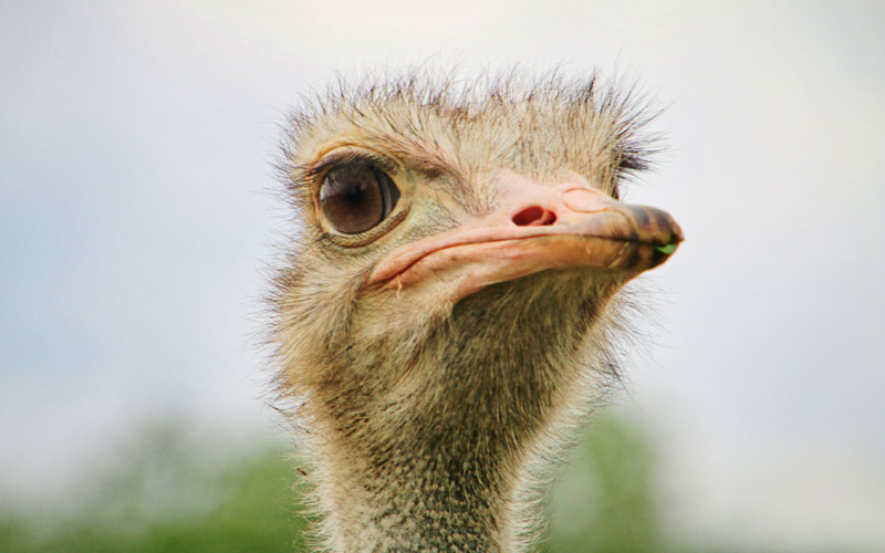 Don’t be an ostrich on sustainability…