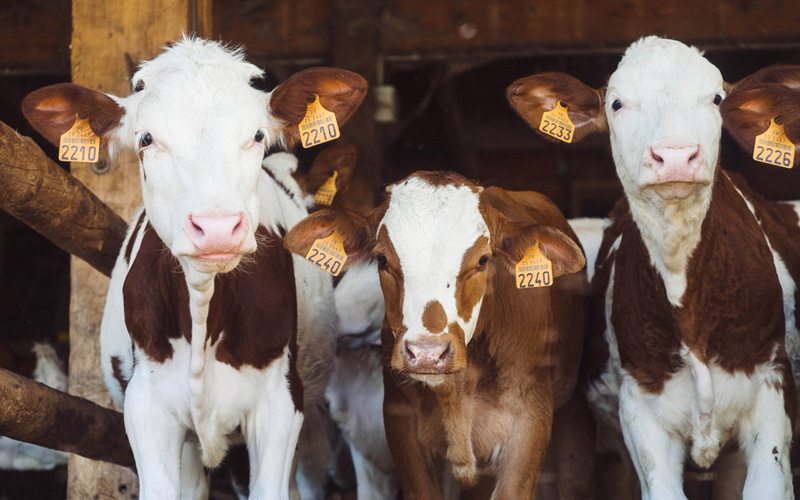 High steaks for the meat industry