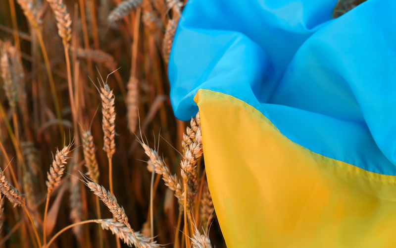 Ukrainian flag and wheat field
